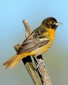Baltimore Oriole 8x10 8"x10" Fotodruck - Bild 1 von 2