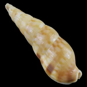 COLUBRARIA NITIDULA (Zamboanga, Filipinas) 30,0 mm #39321 - Imagen 1 de 4