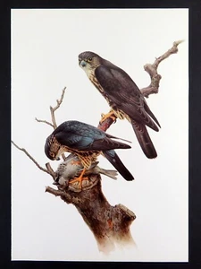 Vintage Bird Print BLACK MERLIN by J. Fenwick Lansdowne 14x10 in. - Picture 1 of 3