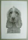 Gary Hodges - Butter Wouldn't Melt - Cocker Spaniel - Print Only - LE No 445/450