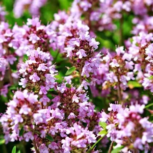 1000+ Wild Thyme Seeds -Creeping THYME -Thymus Pulegioides, Groundcover Heirloom - Picture 1 of 3