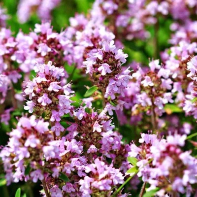 2000 Wild Thyme Seeds -Creeping THYME - LEMON THYME (Thymus Pulegioides) Non-GMO - Image 1 of 3
