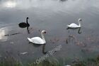 Photo 6x4 Swans on Truro River Two of the resident mute swans with a visi c2009