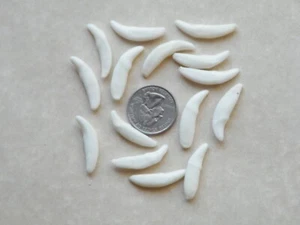 Lot of 10 COYOTE Teeth White REAL Tooth 1" up to 1 1/8" NO Holes Lot of 10 NEW! - Picture 1 of 1
