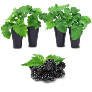 Blackberry plants. Set of 4 starter live plants - Picture 1 of 45