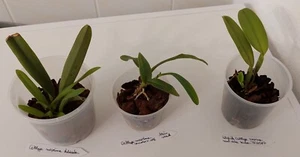 Cattleya maxima 3 verschiedene Jungpflanzen wie abgebildet - Bild 1 von 4