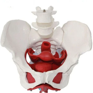 Weibliches Beckenbodenmuskel Modell Weiblicher Beckenaufbau - Medizinisch - Bild 1 von 5