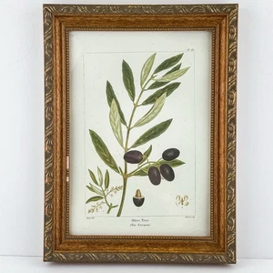 Estampado de olivo botánico vintage ornamentado enmarcado 9x12 - Imagen 1 de 11