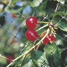 Rete anti uccelli copertura antiuccelli volatili piccioni orto piante giardino