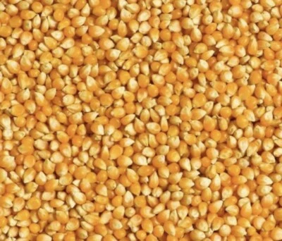 NIGERIAN YELLOW CLEAN STONE-FREE CORN FOR PAP (OGI, AKAMU) 2kg for £15 only - Image 1 of 2