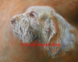 Italienischer Spinone signierter Hundedruck von Susan Harper unmontiert - Bild 1 von 2