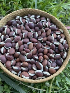 100 Lablab purpureus beans hyacinth indonesian kacang komak - Picture 1 of 3