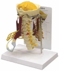 GPI Model #1720 Deluxe Muscled Cervical Vertebrae – Anatomical Model - Picture 1 of 1