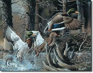 Enten Unlimited Biberteich Stockente BLECHSCHILD Wildtiere Außen Deko Hütte 1204 - Bild 1 von 7