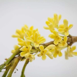 1 Confezione 10 Pezzi Semi Bonsai Osmanthus Fragrans Fiori Perenni Pianta Albero S114 - Foto 1 di 4