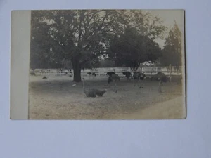 Ostrich Farm Florida FL RPPC Real Photo Early 1900's - Picture 1 of 2