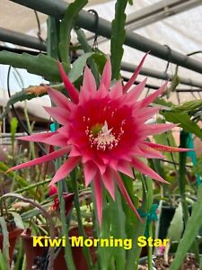 KIWI MORNING STAR Epiphyllum Well Rooted Cutting Starter Plant Cactus No Flowers