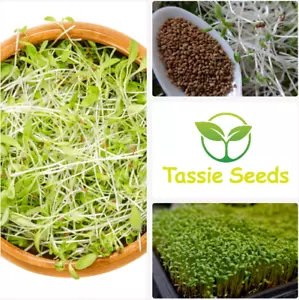 ALFALFA Seeds 500 - 150'000 Seeds - Organic Microgreens Sprouts Sprouting - Picture 1 of 1