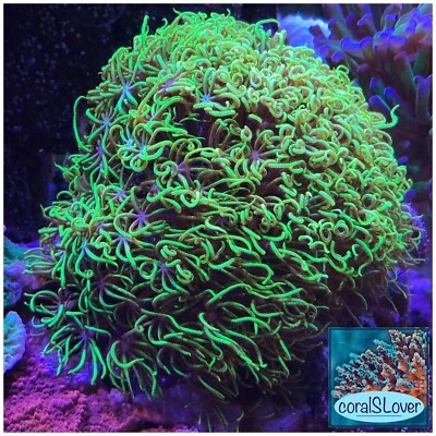 live coral Green Star Polyps "coralSLover"