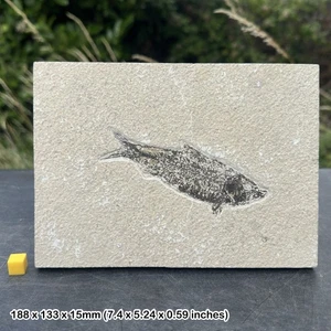 Knightia alta fish fossil in matrix - genuine specimen from eocene usa - - Picture 1 of 1