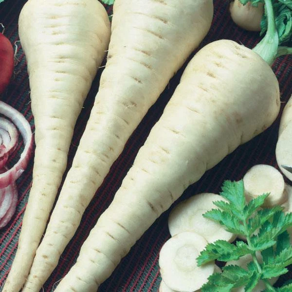 Parsnip Gladiator F1 (RHS Award of Garden Merit) Kings Seeds Vegetable Packs - Image 1 of 1