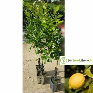 Pianta di limoni Antico di Rocca Imperiale Lauretta - Foto 1 di 1
