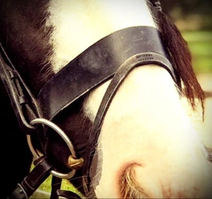FSS Flat Hunter Show Hunt Cavesson Noseband Sewn On Flash Attachment TWIN BUCKLE - Picture 1 of 1