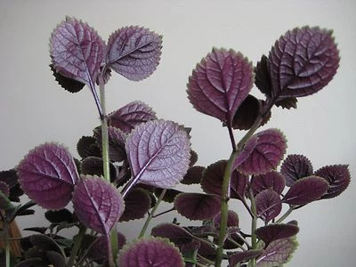 2 Purple swedish ivy  plectranthus LIVE PLANTS Passion Plant FREE SHIPPING $$!! - Image 1 of 4