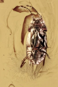 EXCELENTE ESCARABAJO ALA PLUMA Raro Ptiliidae Fósil ÁMBAR BÁLTICO + HQ Pic 250811 - Imagen 1 de 7