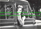 L268220 A Picture of Queen Elizabeth Driving at Windsor Horse Show. The Times Ar