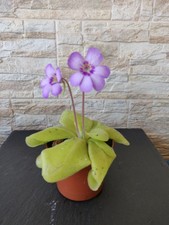 PIANTE CARNIVORE- PINGUICULA X TINA PIANTE NO SEMI SPEDITE CON VASO