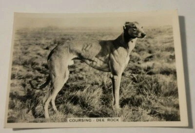 1935 Pattreiouex Sporting Events and Stars #47 Coursing - DEE ROCK (C) - Image 1 of 2