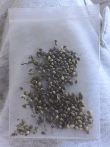 Hanf Samen Nahrungsergänzung seeds superfood, 300 mG - Bild 1 von 3