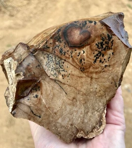 Imagen Biggs de 5,4 lb lapidaria de jaspe áspera de Biggs, Oregon - Imagen 1 de 7