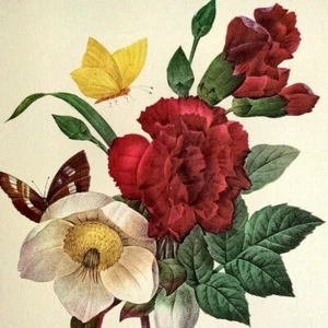 Pierre Joseph Redoute Blumen ELLEBORE Vintage Botanischer Kunstdruck Exlibris 35 - Bild 1 von 3