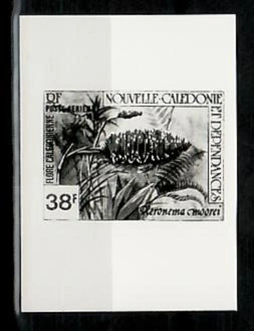 Фотоэссе, Новая Каледония ScC170 Флора, Xeronema Moorei. - Изображение 1 из 1