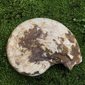 ERSTAUNLICH 63 g ganzer Perm Ammonit Calcit fossil grobe Weichtiere Timor - Bild 1 von 8
