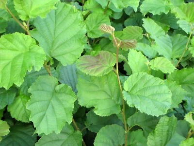 European Hazelnut, (Filbert), Corylus avellana, Tree Seeds - Image 1 of 4