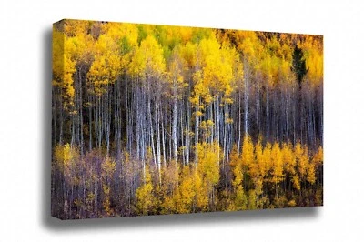 Lienzo de álamos: arte de pared abstracto bosque otoño montañas rocosas de Colorado Foto 1 de 4