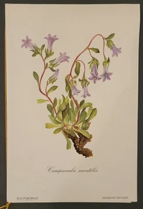 Menú Olympic Airways Atenas-Roma c.1969 que representa flores silvestres griegas - Imagen 1 de 4