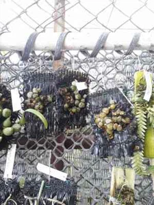 Drymoda siamensis especie de planta de orquídea en miniatura tamaño con certificación PHYTO - Imagen 1 de 2