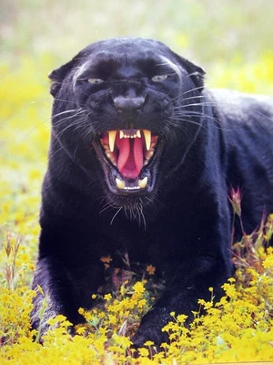 Black Panther 16X20 Poster  - image 1 of 2