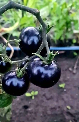Tomate más negro del mundo ( black beauty ) 10 semillas seeds huerto jardin