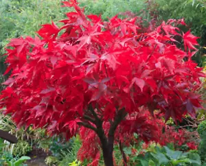 50 Samen Japanischer Ahorn - Acer palmatum osakazuki - rote Blätter - Bild 1 von 1
