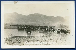 Arizona az scena bestiame stagno d'acqua montagne cartolina fotografica reale RPPC - Foto 1 di 2