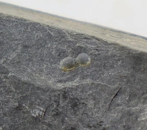 Trilobit, Geragnostus callavei, Ordovizium, Tremadoc, Merioneth, UK -L523 - Picture 1 of 4