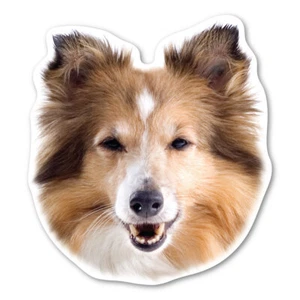 Collie Magnet - Picture 1 of 1