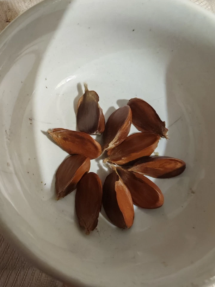 Beech tree nuts. Harvested last autumn. - Image 1 of 1