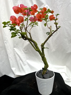 Beautiful Blooming Orange Old Live Bougainvillea Bonsai Tree Live Plant - Image 1 of 4