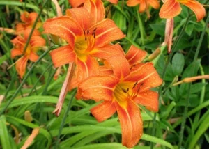 25+ DAYLILY Bare Root Fan Bulbs - SHIPS IN APRIL - Yellow and Orange Perennials - Picture 1 of 6